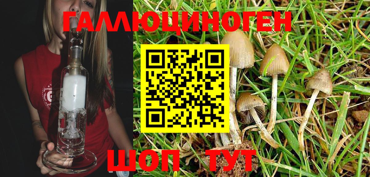Псилоцибиновые грибы Psilocybe Кузнецк