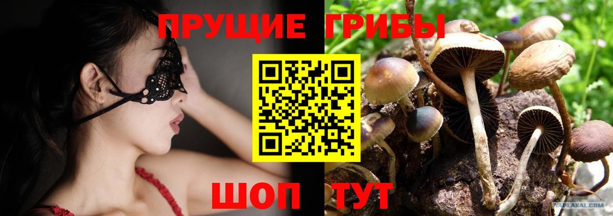 Галлюциногенные грибы Psilocybe  Вход с VPN  Кузнецк  что такое наркотик  Галлюциногенные грибы Psilocybe 