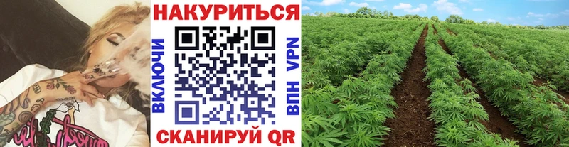 где купить   Кузнецк  Конопля Amnesia 